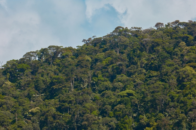 Bosques del Cerro El Adobe protegen las fuentes que abastecen de agua y electricidad a Bagua