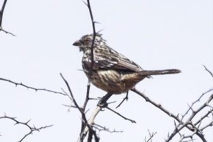 Promoviendo la conservación de la Cortarrama Peruana